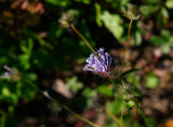 Blåmåra (Asperula orientalis)