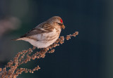 Common Redpoll (Carduelis flammea)