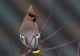 Bohemian Waxwing (Bombycilla garrulus)