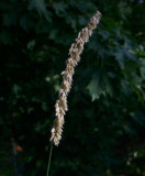 Jätteslok (Melica altissima)