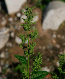Lönnmålla (Chenopodium hybridum)