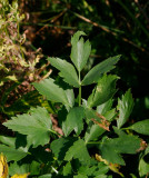 Libbsticka (Levisticum officinale)