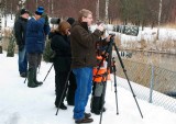 Smew pictures