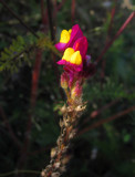 Broksporre (Linaria bordiana ssp. kralikiana)