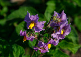 Potatis (Solanum tuberosum)