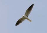 White-tailed Kite (Elanus leucurus)
