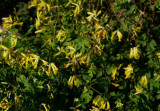 Gul nunneört (Pseudofumaria lutea)