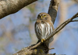 Ferruginous Pygmy-Owl (Glaucidium brasilianum)