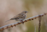 Vesper Sparrow (Pooecetes gramineus)