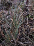 Bågsvingel (Festuca rubra ssp. oelandica)