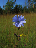 Cikoria (Cichorium intybus)