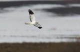 Northern Harrier (Circus cyaneus)