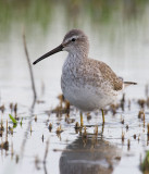 Stilt Sandpiper (Calidris himantopus)