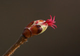 Hassel (Corylus avellana)
