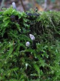 Stubbhorn (Xylaria hypoxylon)