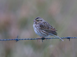 Savannah Sparrow (Passerculus sandwichensis)