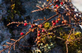 Lingonoxbär (Cotoneaster horizontalis)