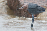 Reddish Egret (Egretta rufescens)