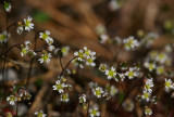 Nagelört (Erophila verna)