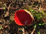 Scharlakansröd vårskål (Sarcoscypha coccinea)