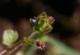 Skuggveronika (Veronica hederifolia ssp. lucorum)