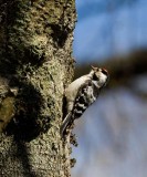 Lesser Spotted Woodpecker (Dendrocopos minor)