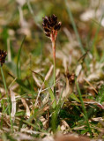 Knippfryle (Luzula campestris)