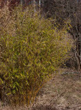 Bergbambu (Fargesia murieliae)