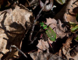 Grön sandjägare (Cicindela campestris)