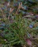 Plattlummer (Diphasiastrum complanatum)