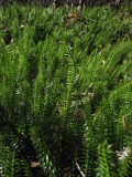 Revlummer (Lycopodium annotinum)