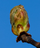 Hästkastanj (Aesculus hippocastanum)