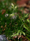 Vitgre (Poa annua)