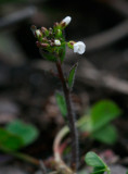 Backtrav (Arabidopsis thaliana)