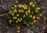 Miniatyrpåsklilja (Narcissus asturiensis)