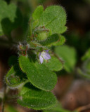 Äkta murgrönsveronika (Veronica hederifolia ssp. hederifolia)