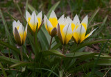 Flocktulpan (Tulipa tarda)