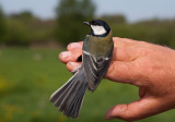 Great Tit  (Parus major )