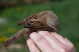 Common Whitethroat (Sylvia communis)