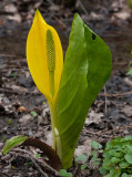 Skunkkalla (Lysichiton americanus)