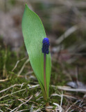 Bredbladig pärlhyacint (Muscari latifolium)