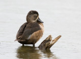 Ring-necked Duck (Aythia collaris)