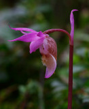 Norna (Calypso bulbosa)