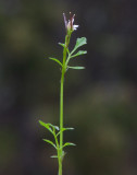 Krrbrsma (Cardamine pratensis ssp. paludosa)