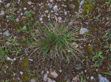 Hårdsvingel (Festuca brevipila)