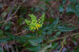 Mahonia (Berberis aquifolium)