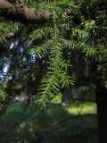 Hemlock (Tsuga canadensis)