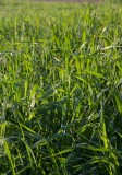Kvickrot (Elymus repens ssp. repens)