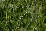Jätterams (Polygonatum multiflorum x odoratum)