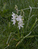 Aftonstjrna (Ornithogalum nutans)